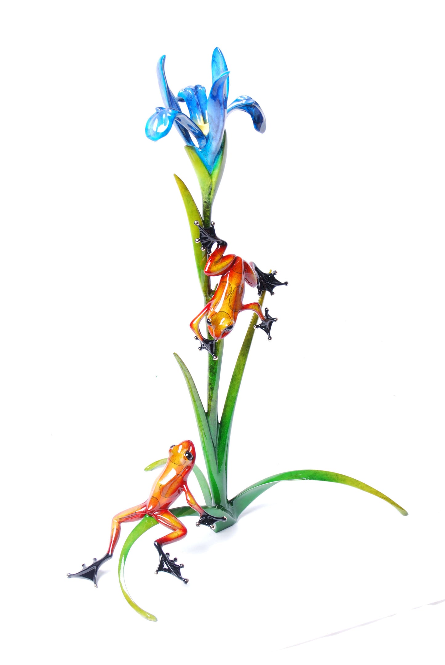 Iris
