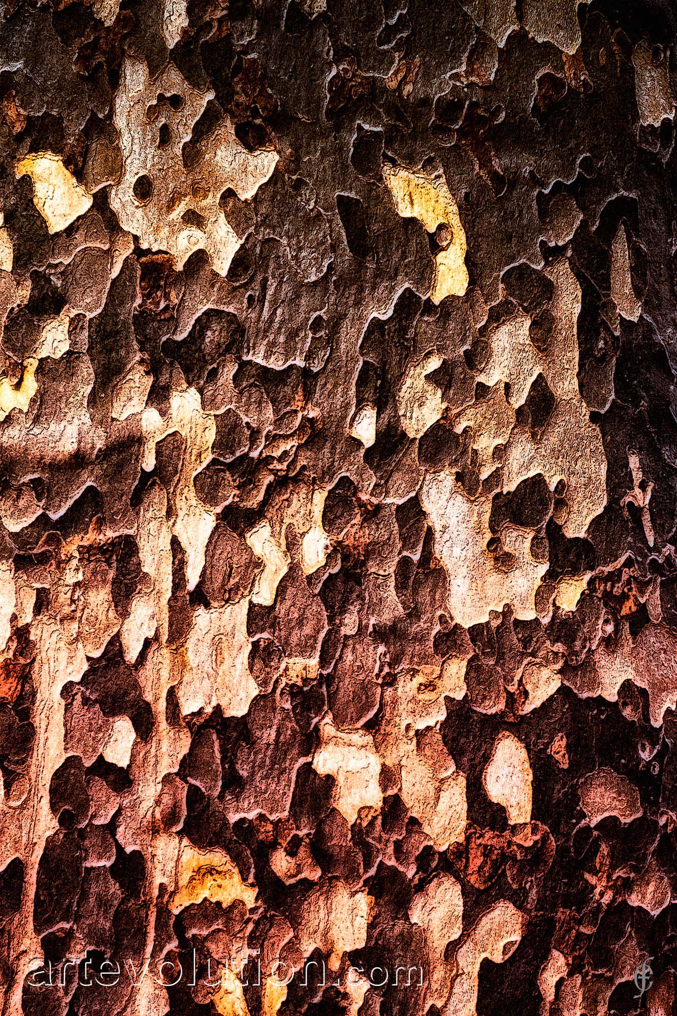 Bark I