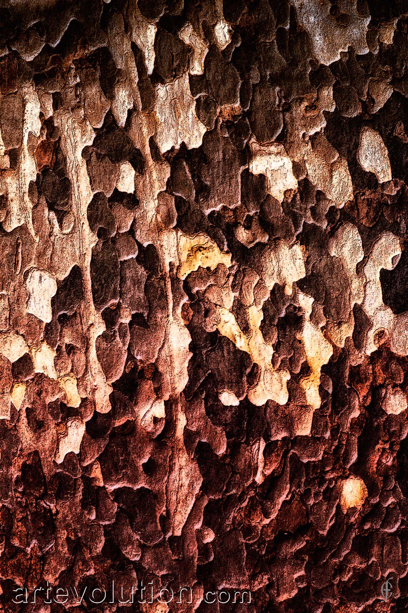 Bark II