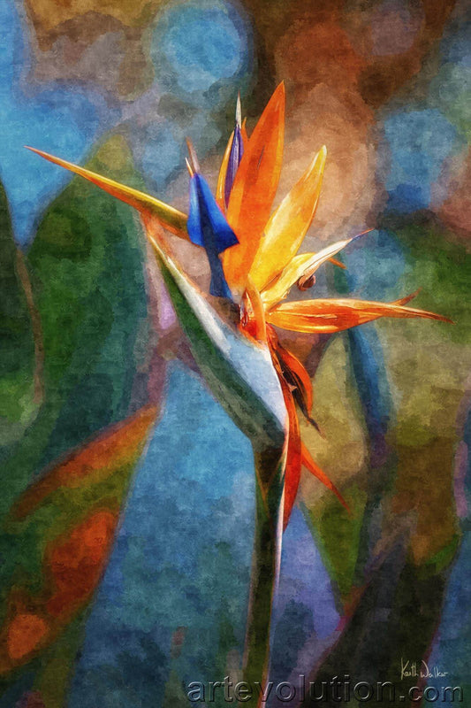 Bird of Paradise