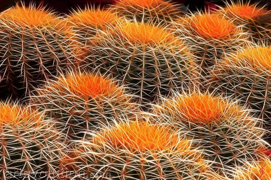 Cactus I