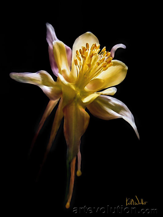 Dramatic Columbine