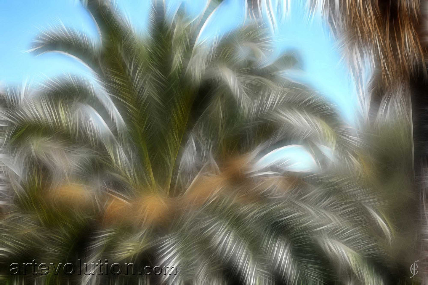 Dream State Palms