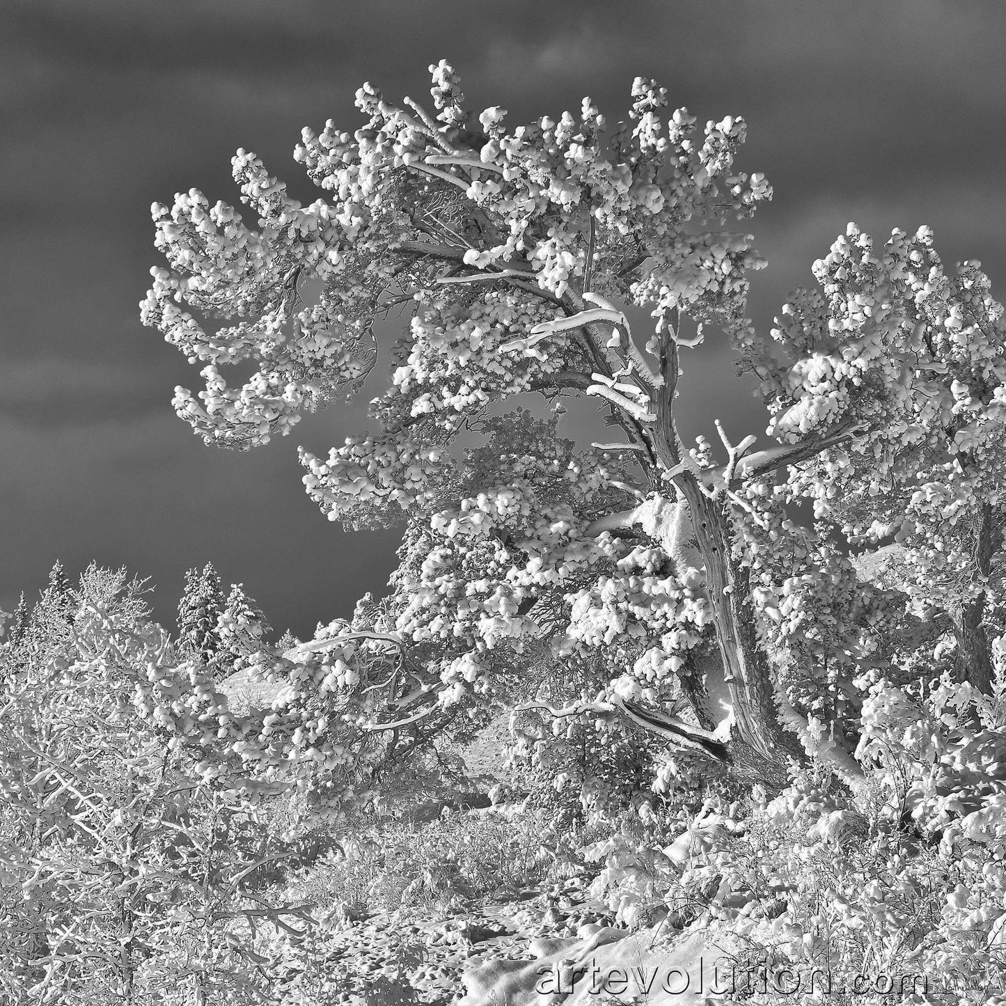 Frosty Trees