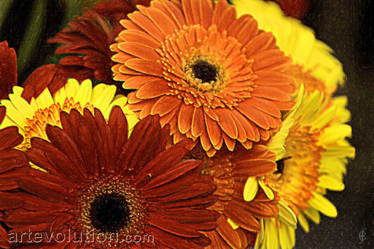 Gerber Daisies