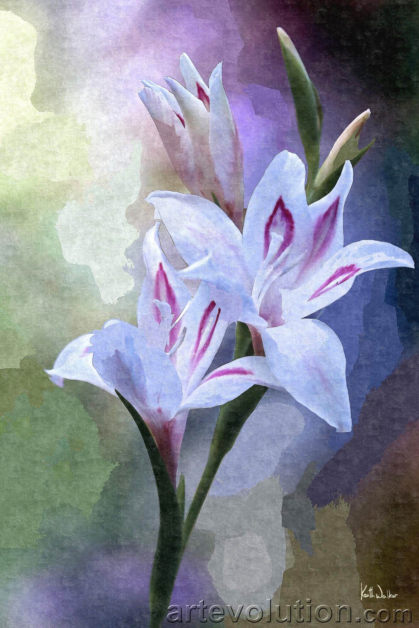 Gladiolus