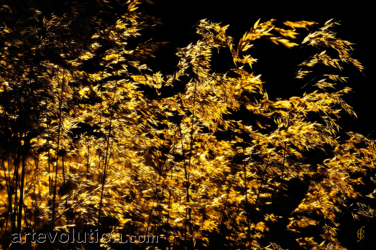Golden Harvest I
