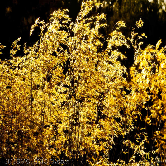 Golden Harvest II