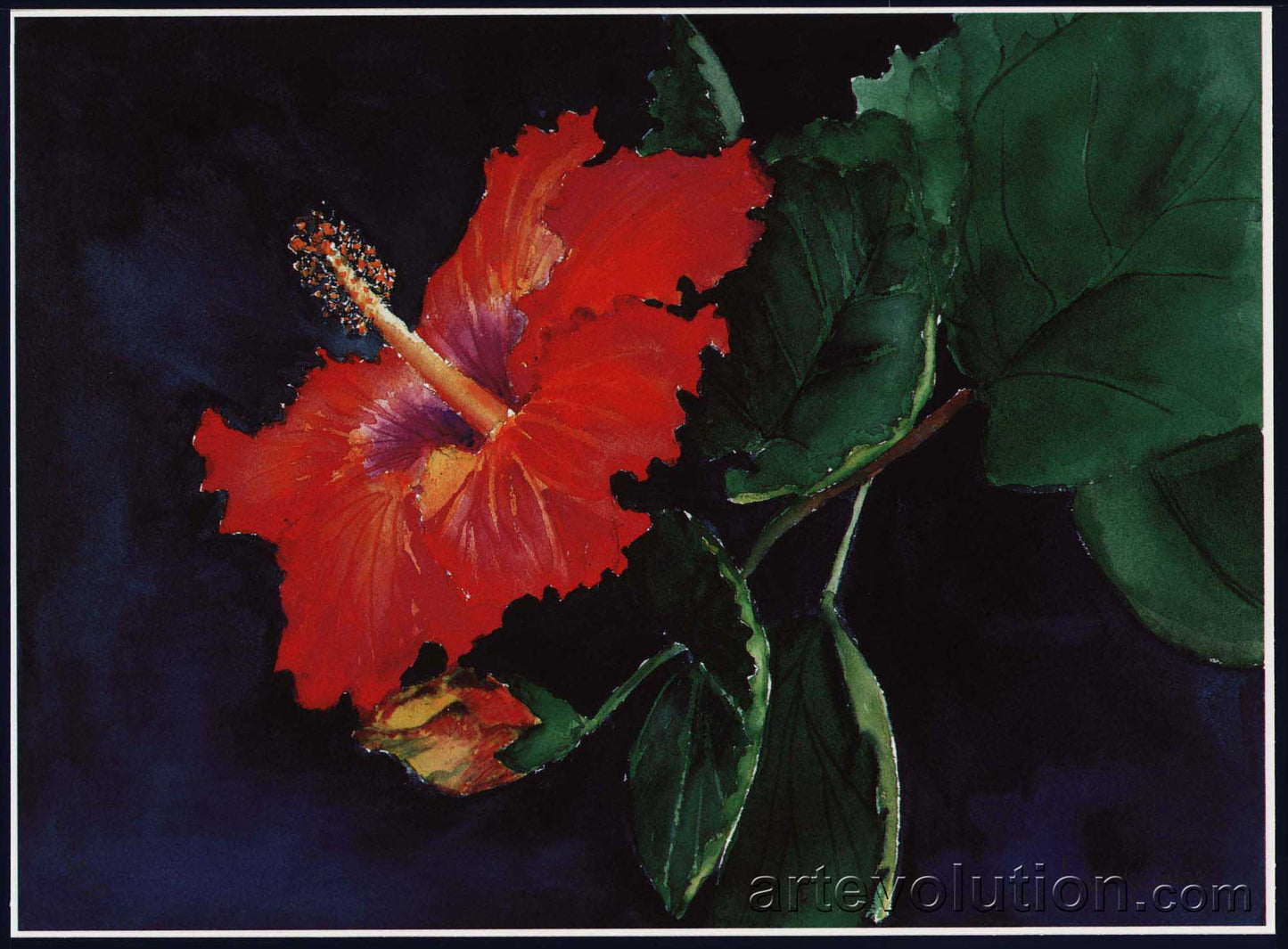 Hibiscus