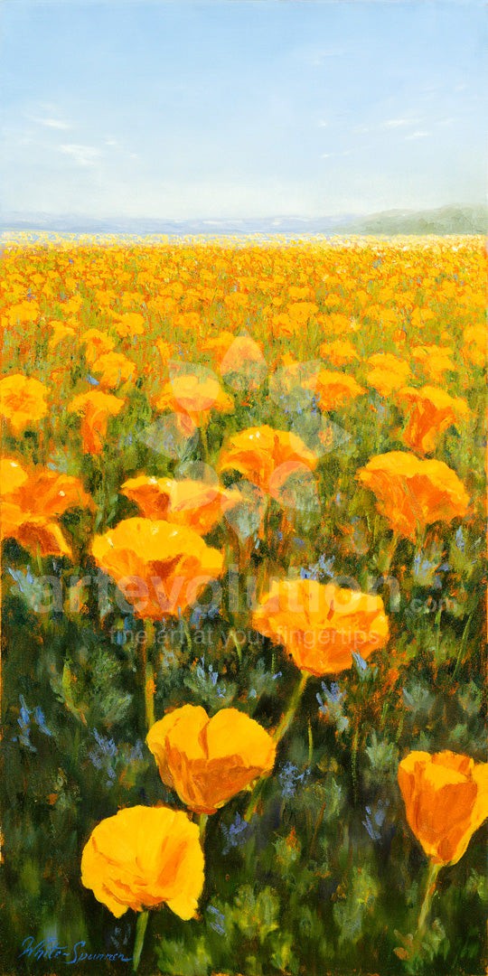 California Poppies