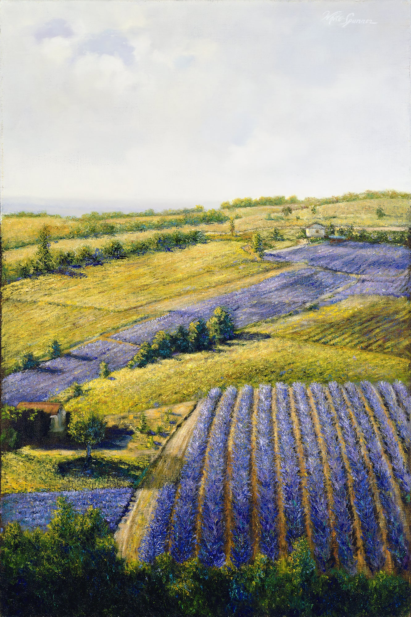 Lavender Fields