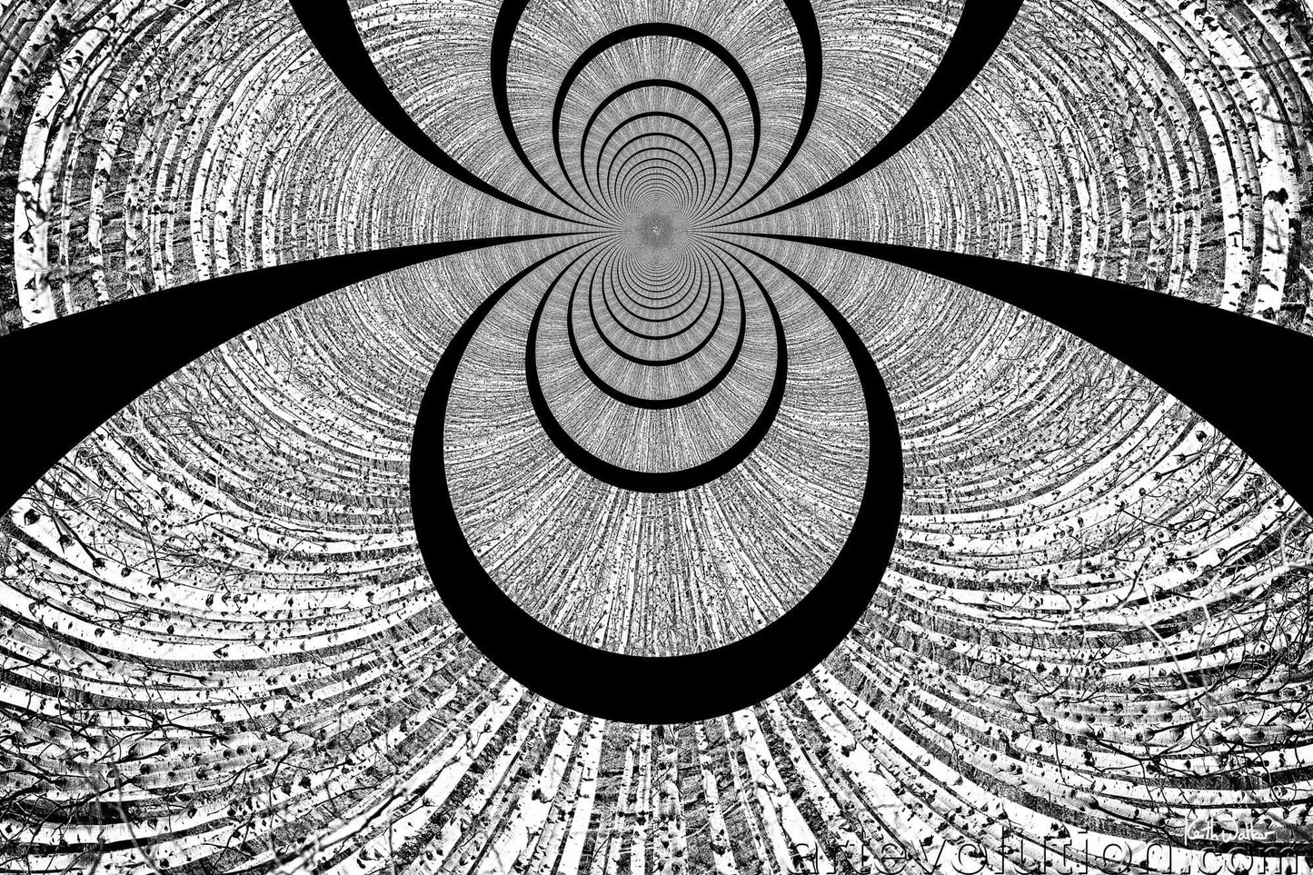 Lignum Annulos