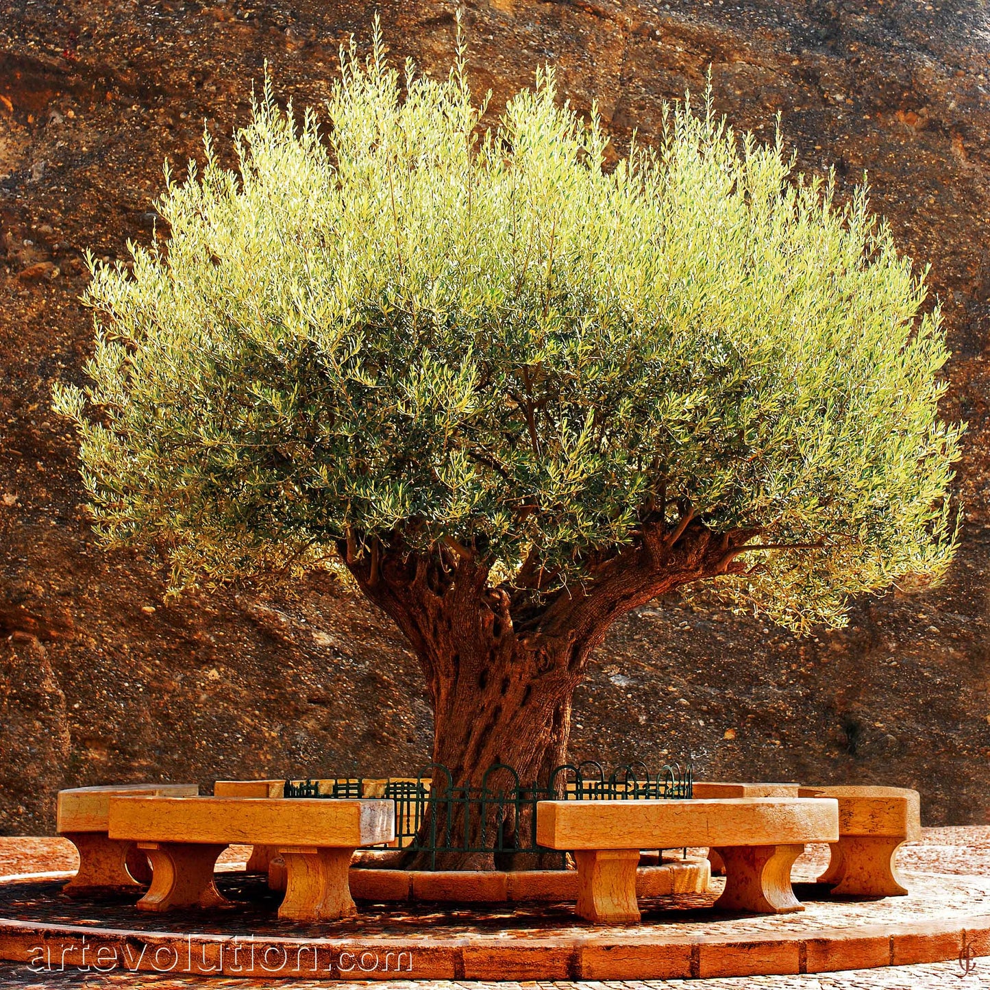 Olive Tree
