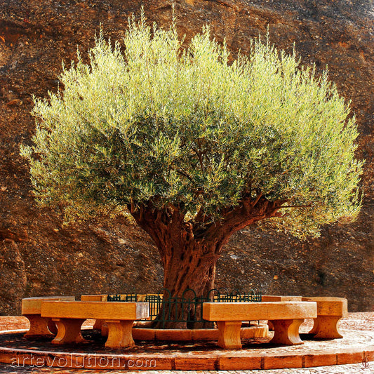 Olive Tree