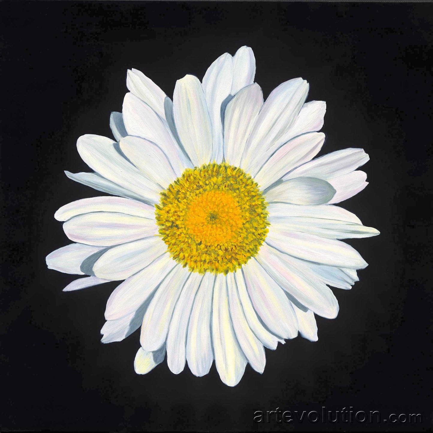 Portrait of a White Shasta Daisy