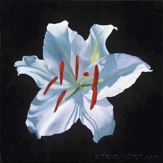 Portrait of a White Stargazer Lily