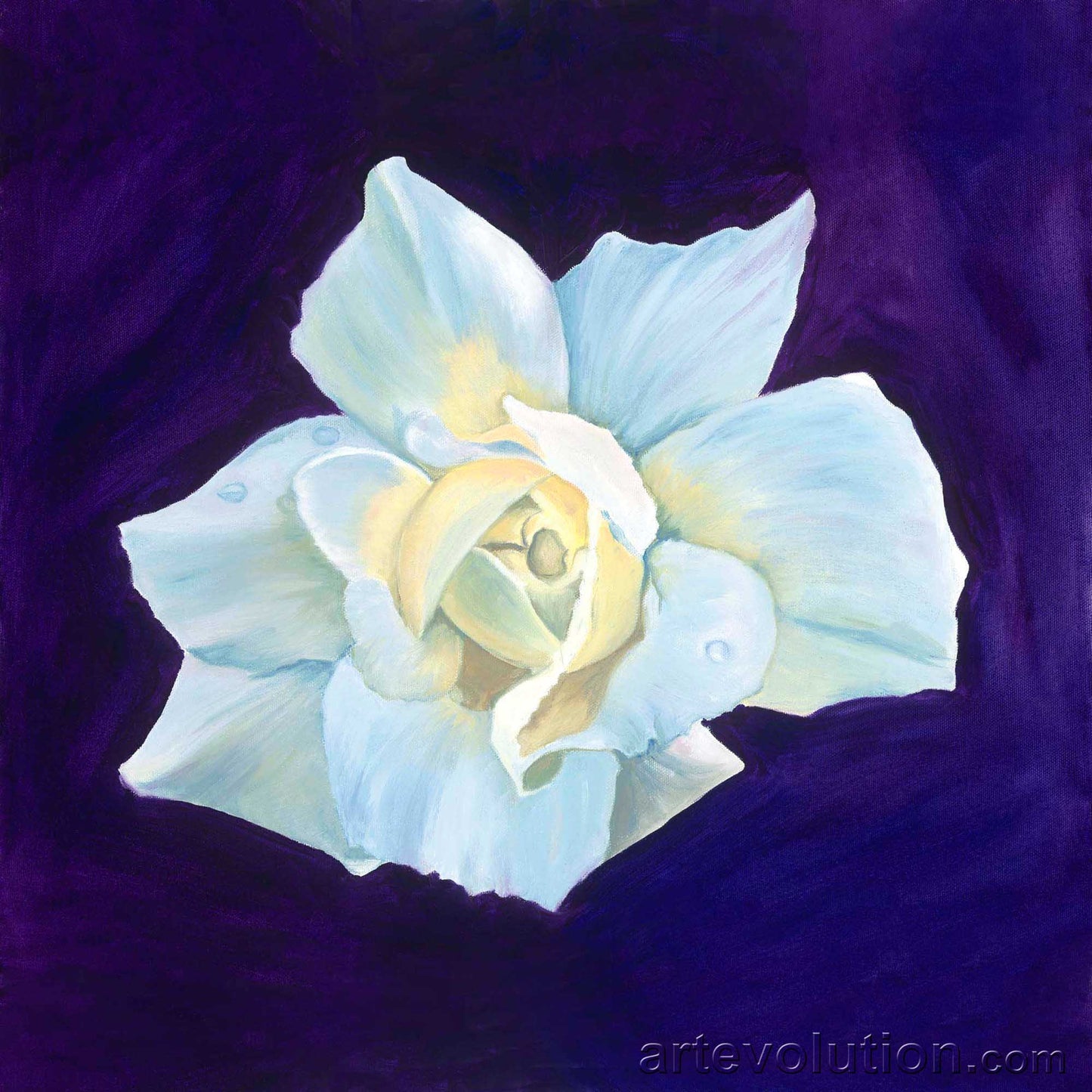 Portrait of an Iceberg Rose