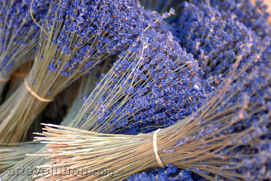 Provence Lavender I