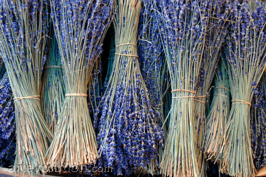 Provence Lavender II