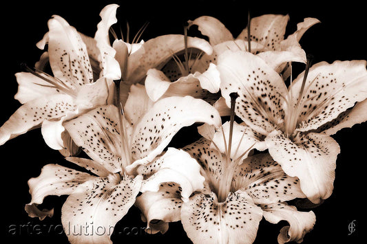 Stargazers