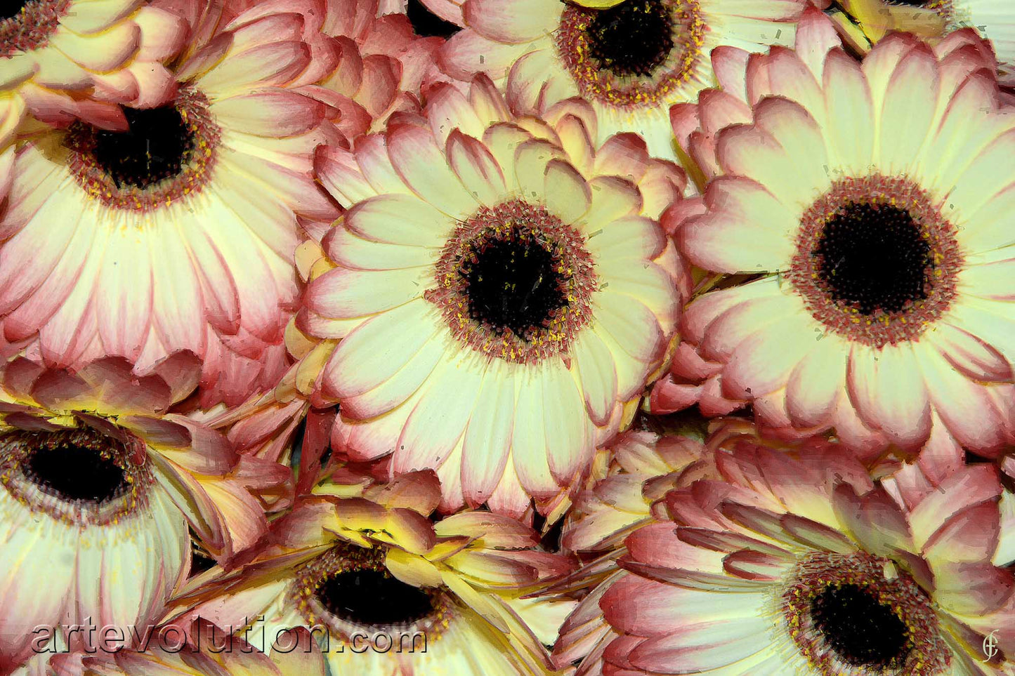 Subtle Beauty III