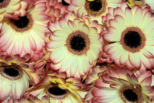 Subtle Beauty III
