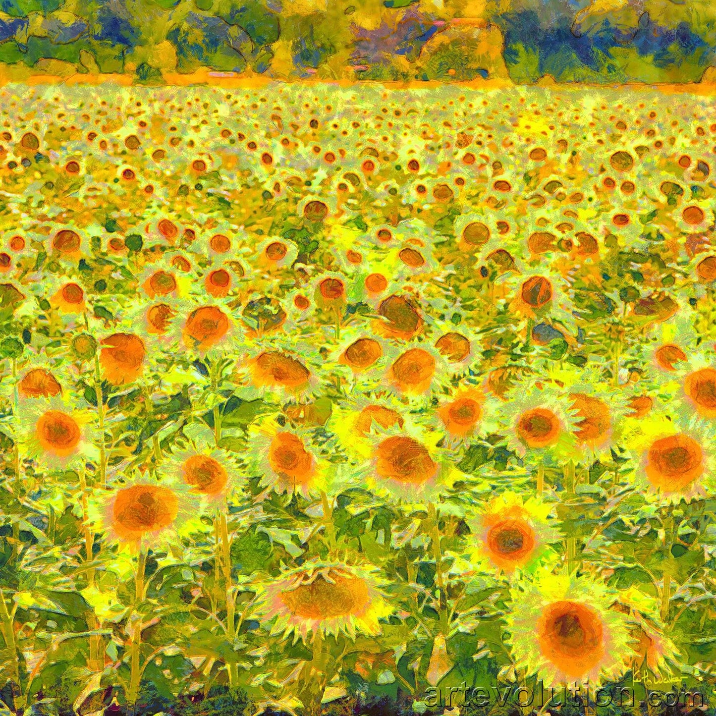 Sunflower Summer