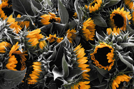 Sunflowers