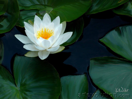 Water Lily