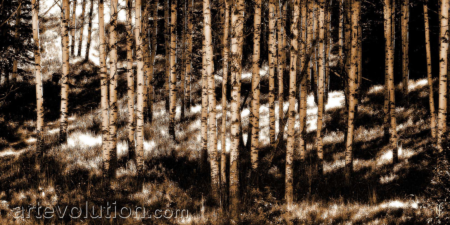 Wave Hill Aspens I