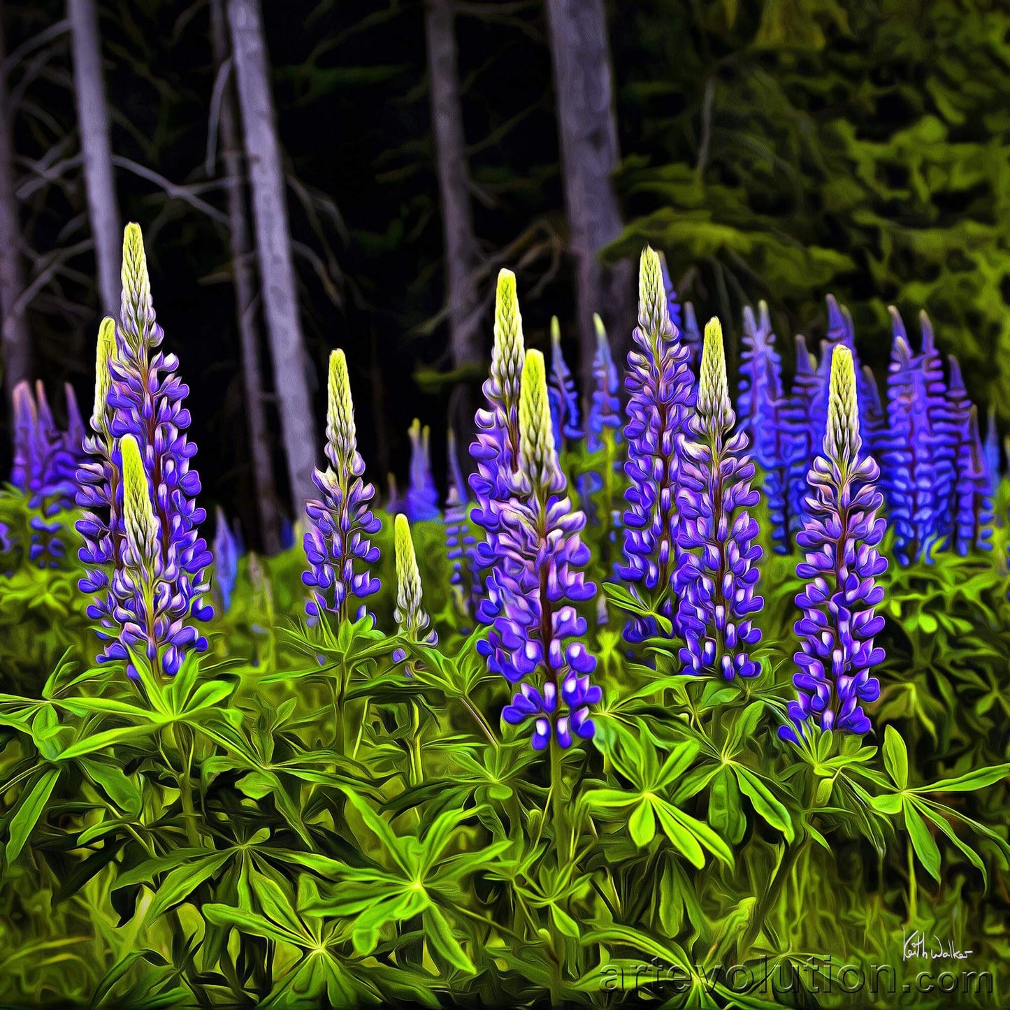 Wild Delphiniums