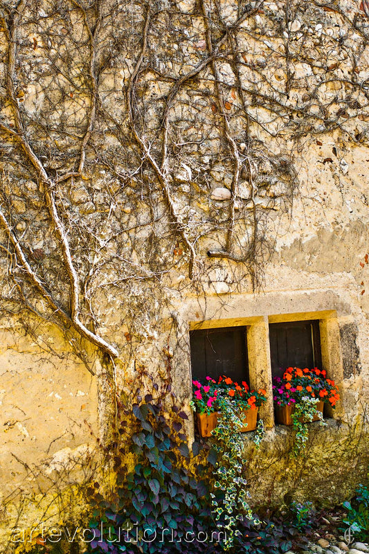 Window Box And Vines