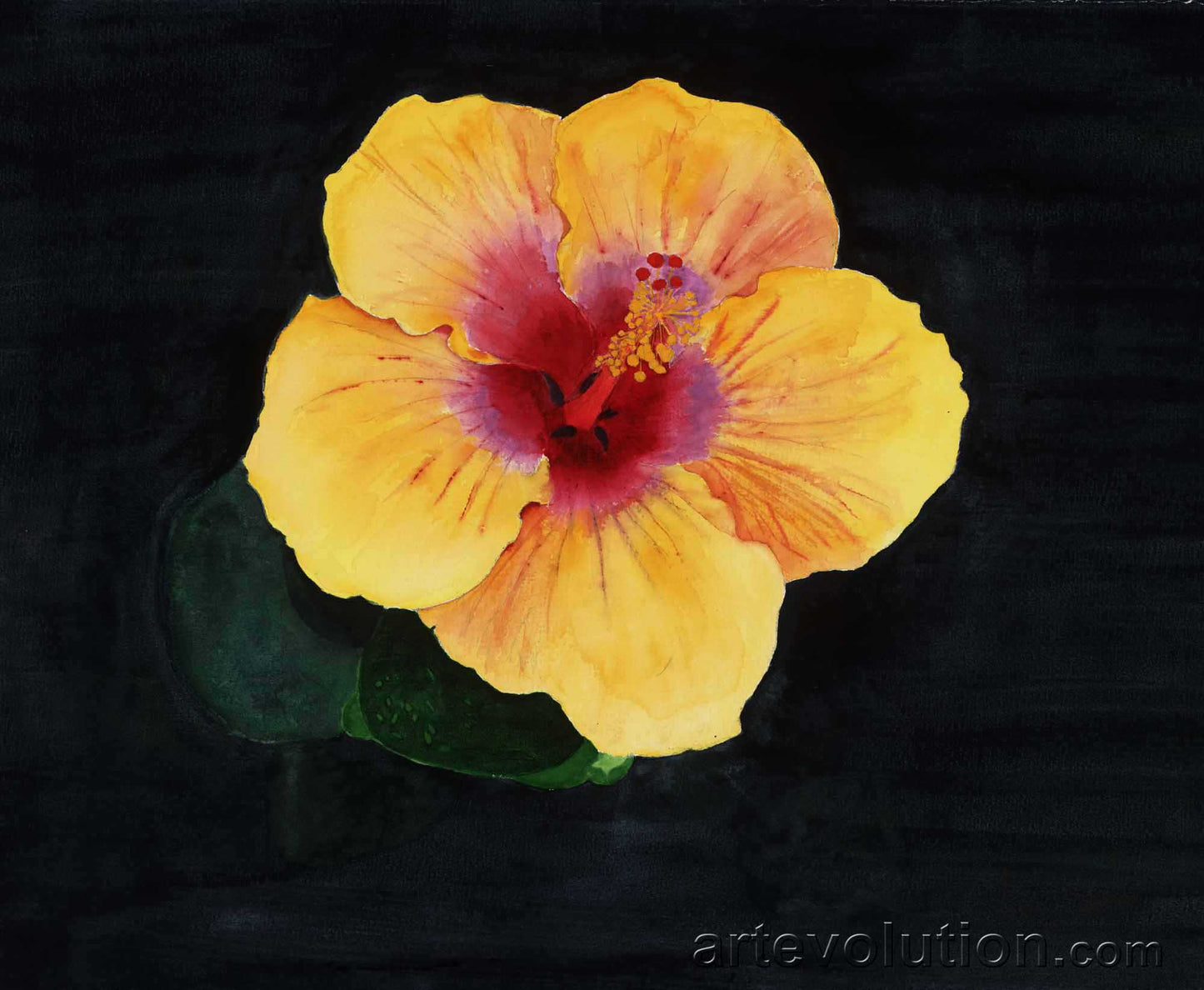 Yellow Hibiscus