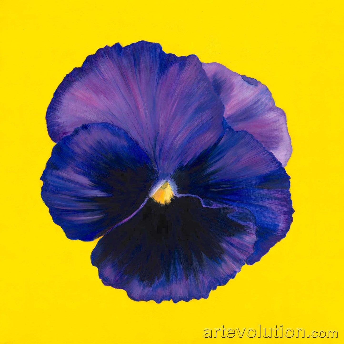 Portrait of a Purple Viola