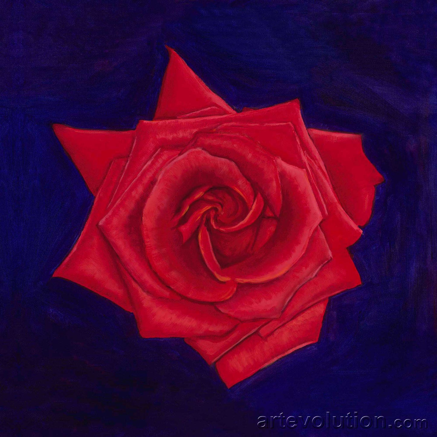 Portrait of a Red Rose