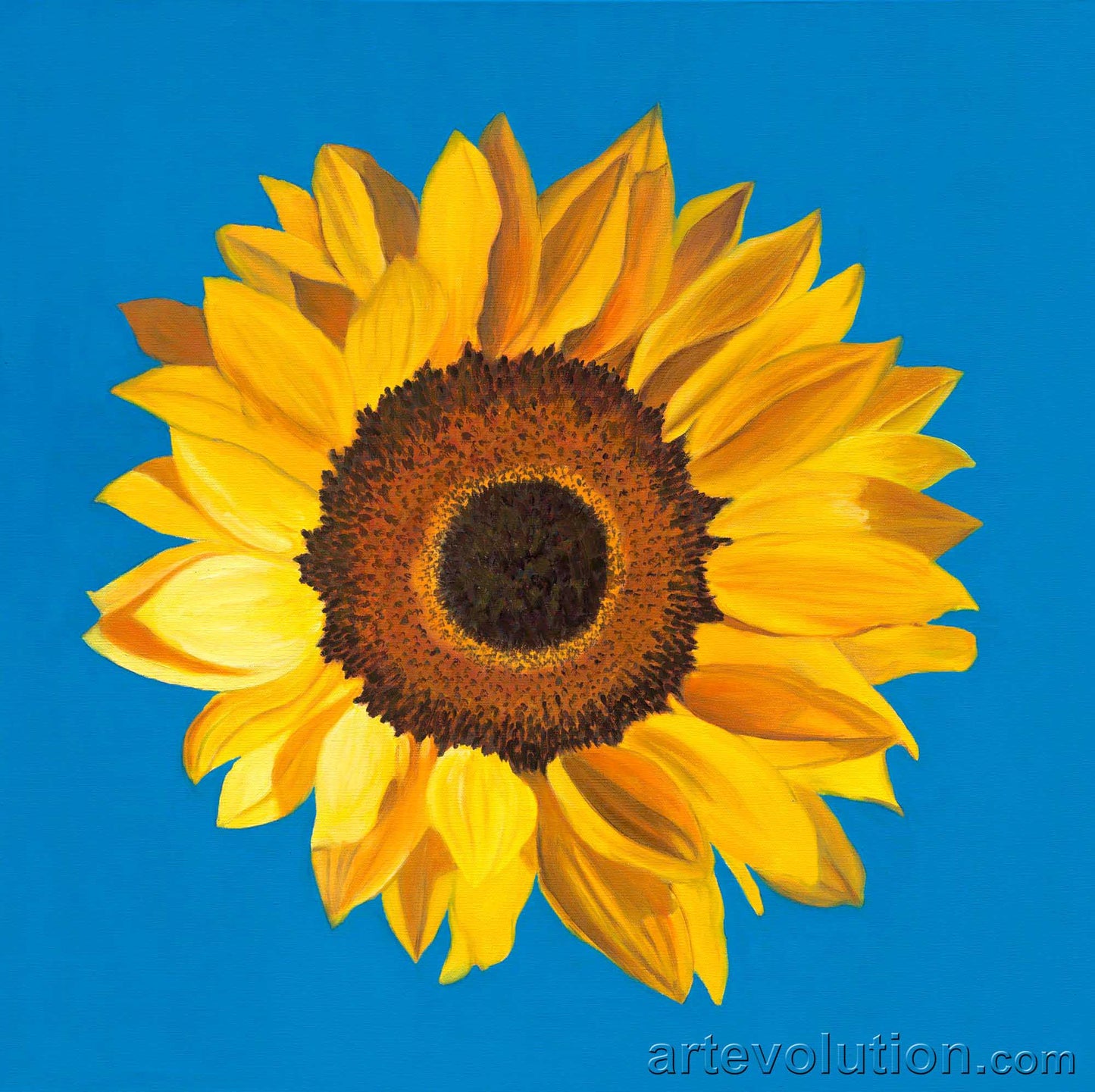 Portrait of a Sunflower