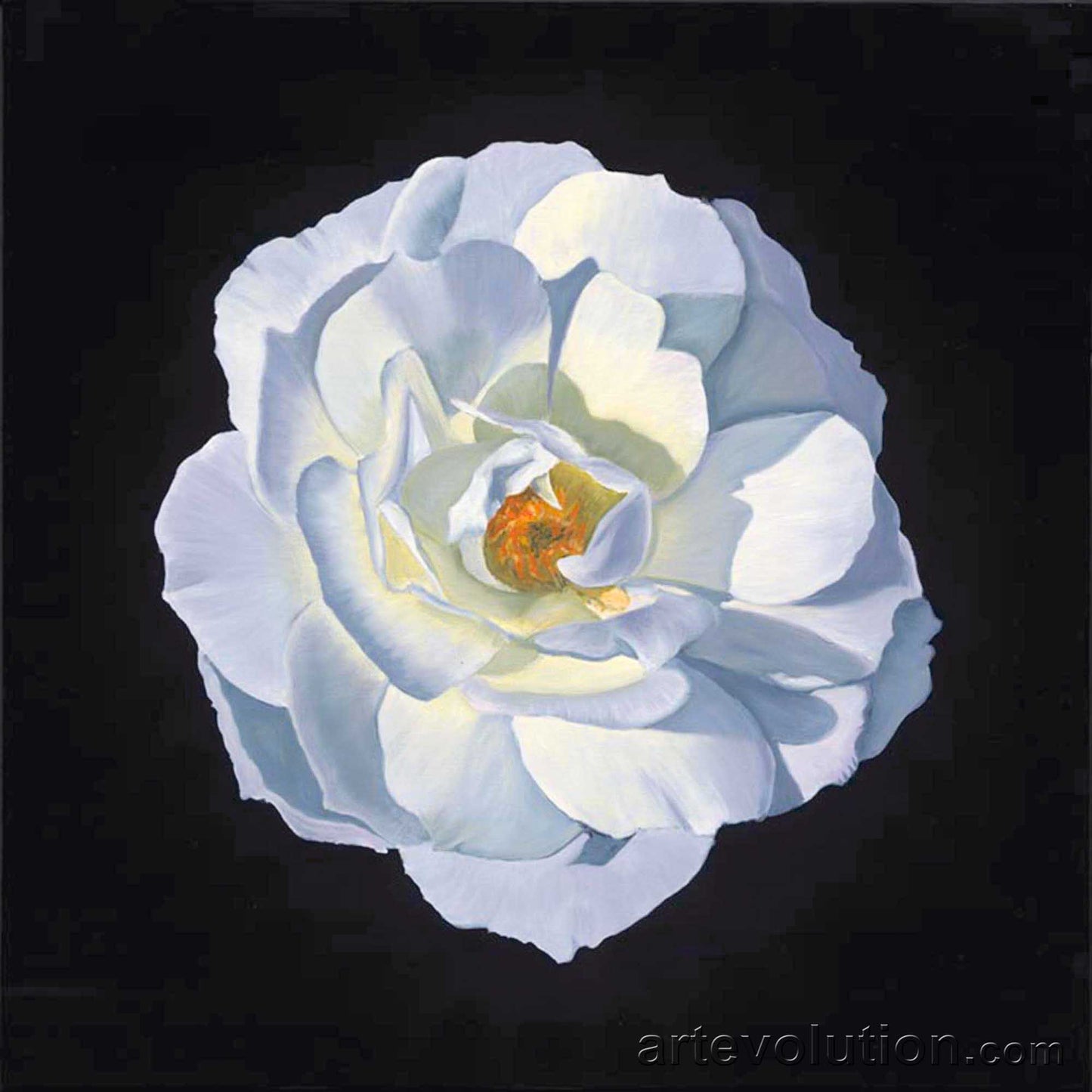 Portrait of a White Camellia