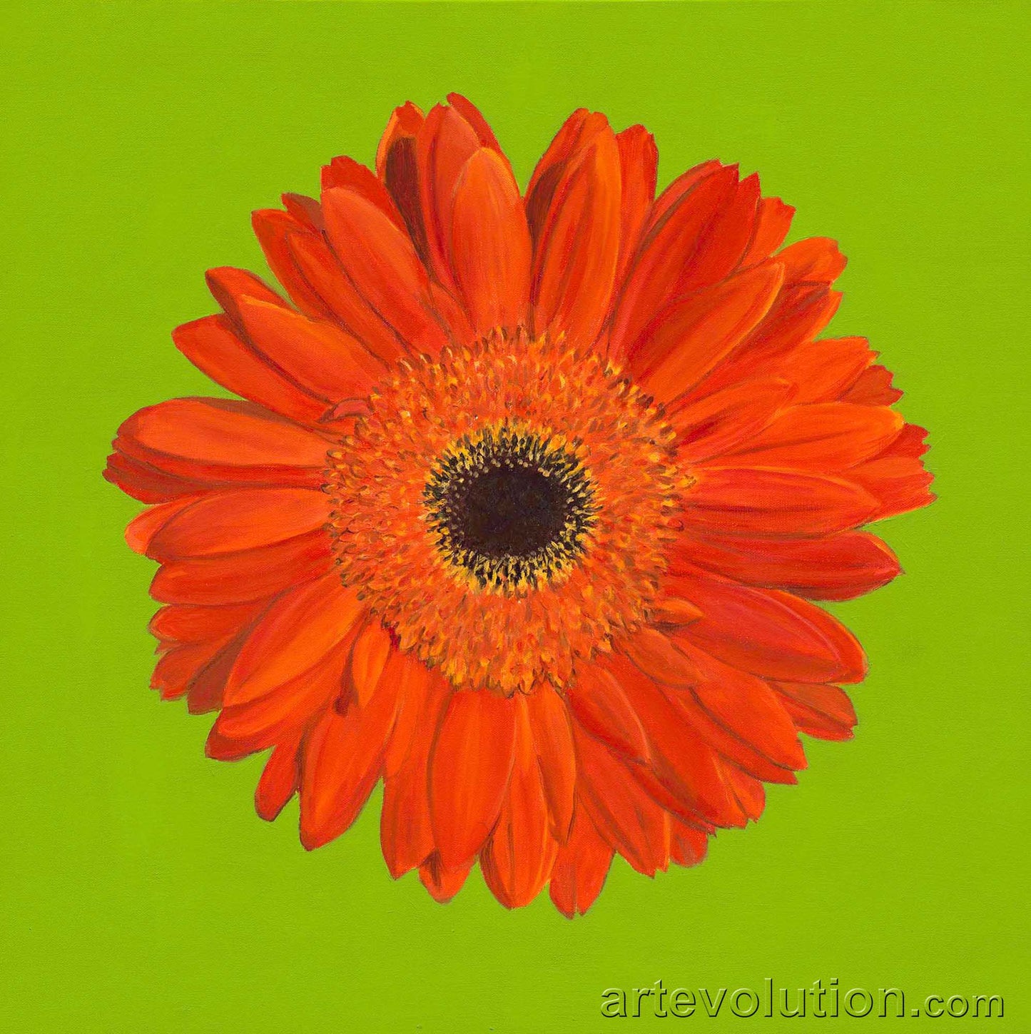 Portrait of an Orange Gerbera Daisy